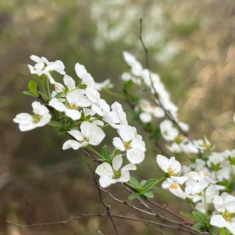 シジミバナ
Google先生