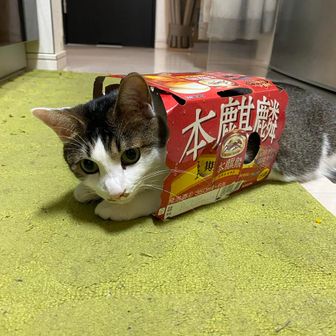 ゴジ