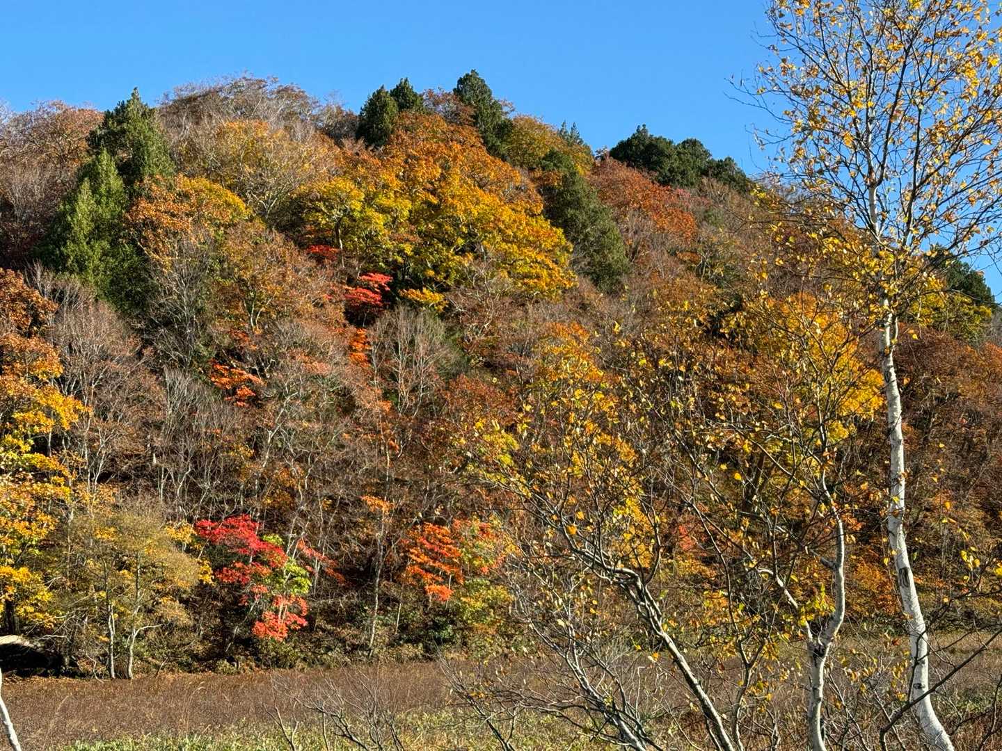 鳩待峠-横田代-中原山-アヤメ平 周回コースの写真