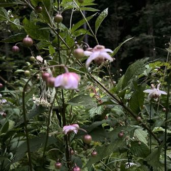 まだまだ、蕾が沢山、森の妖精🧚‍♀️💫

これから皆様を、お待ちしてますよ🤗