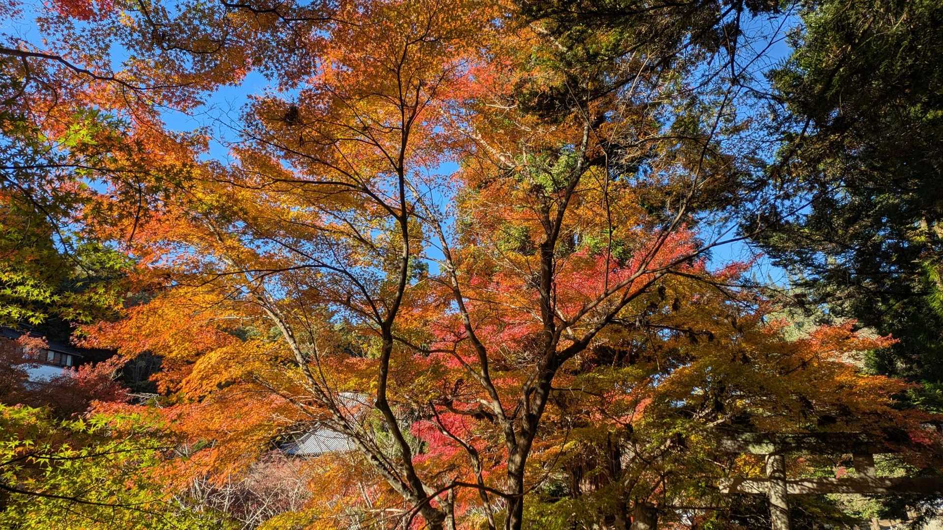 弥山 往復コースの写真