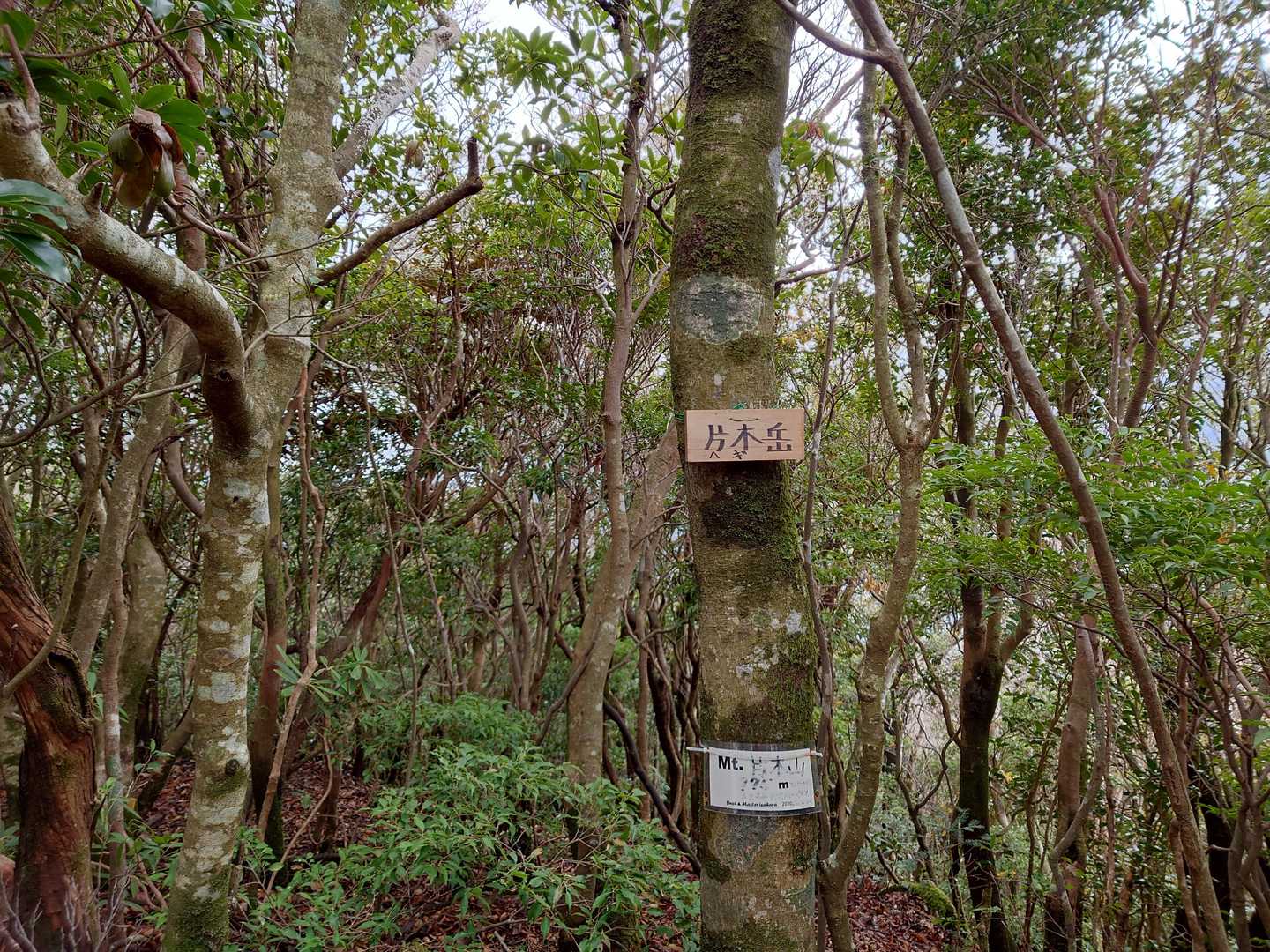 片木（ヘギ）山到着