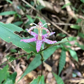 ヤマジノホトトギスの花には癒される。