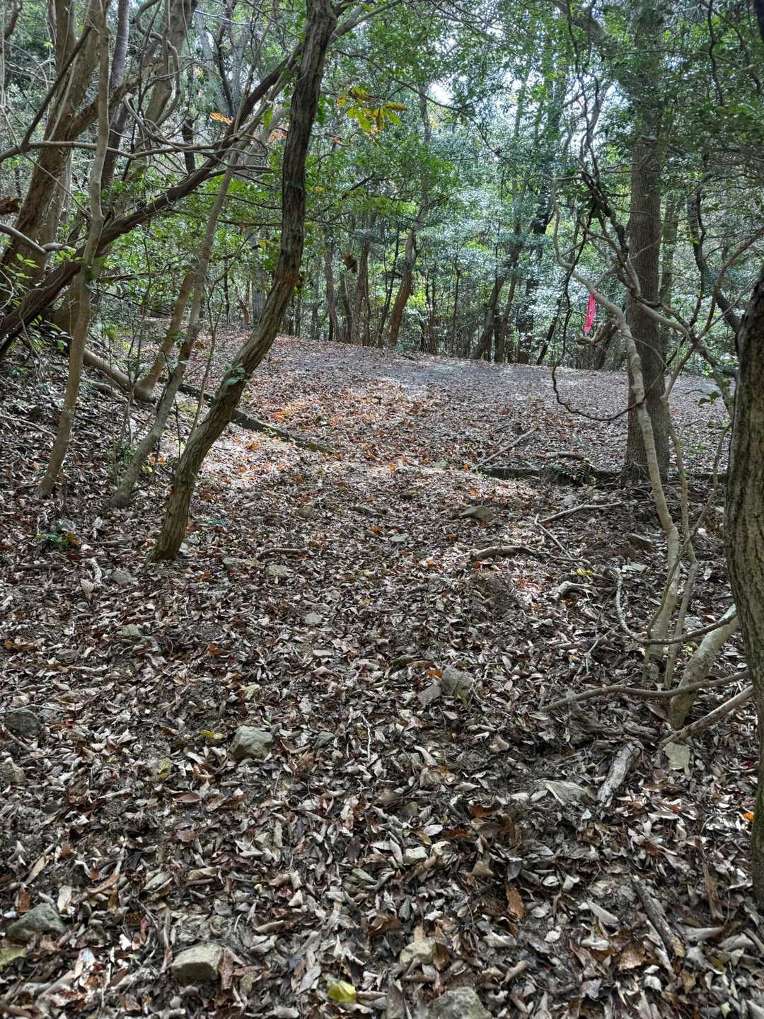 林道からの分岐🛣️まで戻って来ました◀️
あとはアスファルト道を歩いてゴール🏁
お疲れ山でした😊