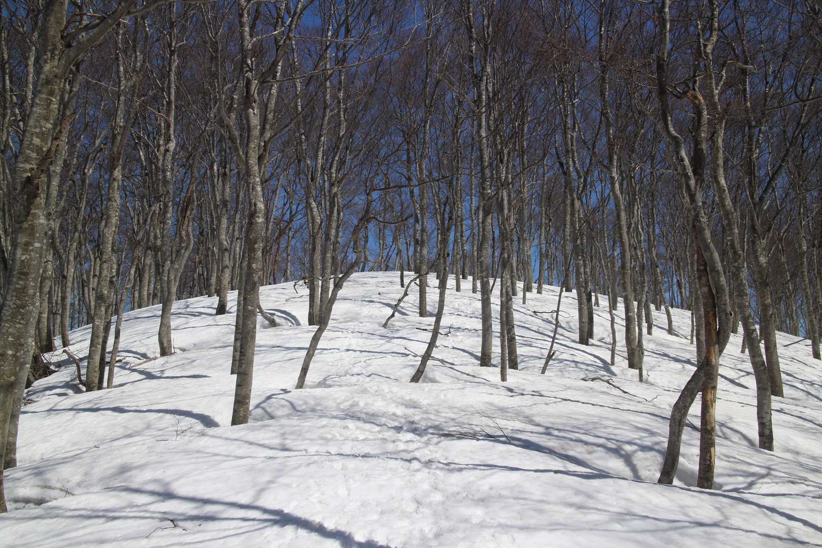 扇山-赤祖父山 往復コースの写真