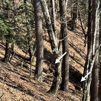 止まってよー
大菩薩嶺の鹿と違って警戒心強過ぎ😭