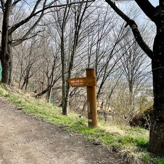 さくらコースを登る

来週末には咲き始めるかな？
咲き始めると一年で一番賑わい、周辺は渋滞するのでご注意を！