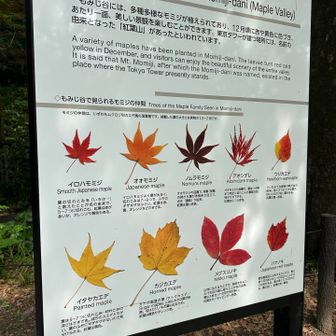 時期の紅葉は綺麗なんでしょうねぇ⤴︎