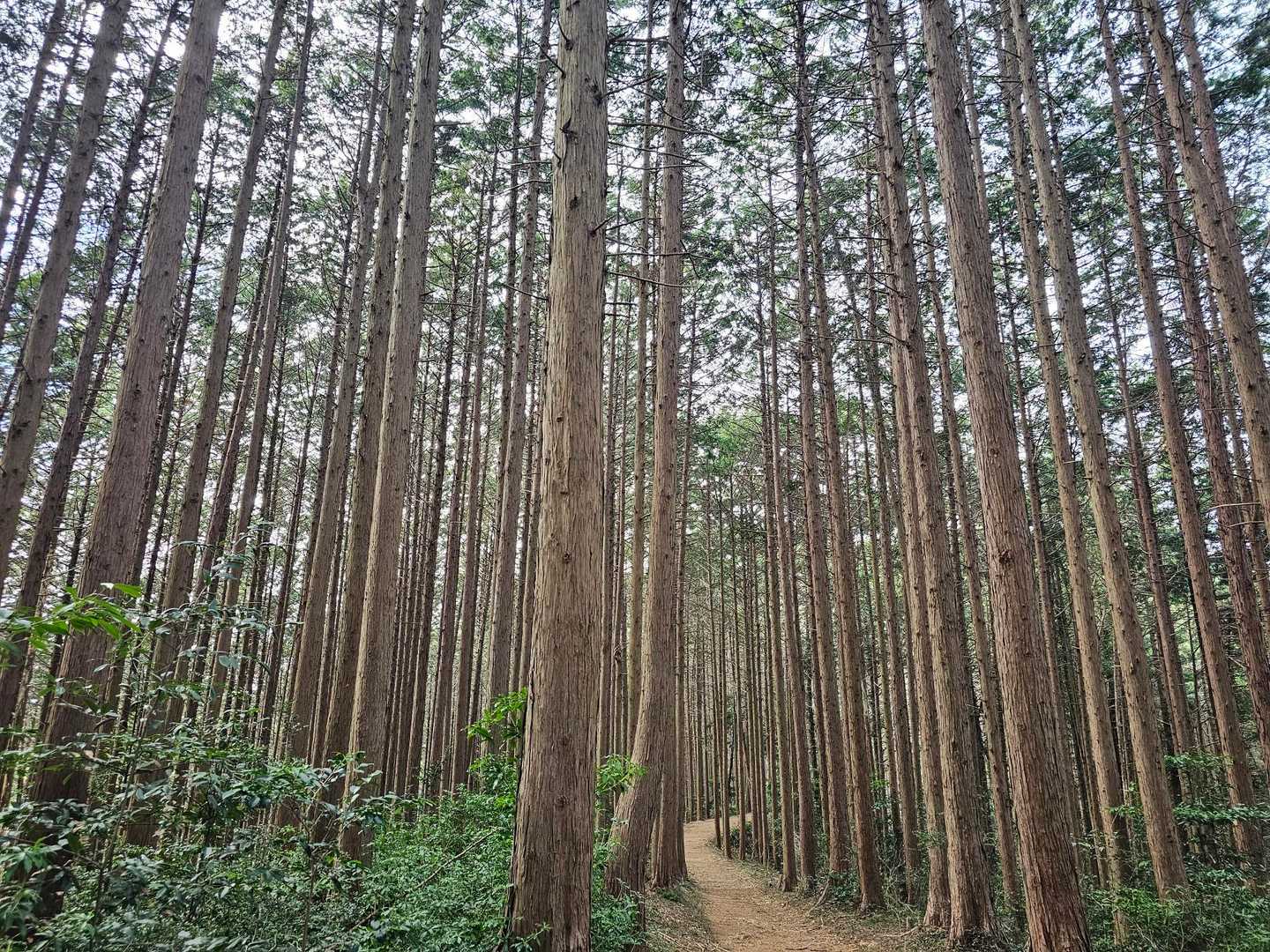 杉林をぬけて