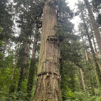 樹齢千年を超えるといわれる爺杉