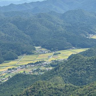 もうすぐ稲刈りの時期🌾