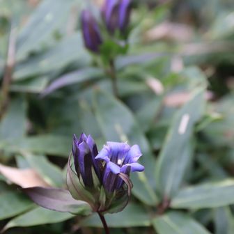 リンドウは寒いのでほとんど開いてなかったが、この花だけ頑張っていた。