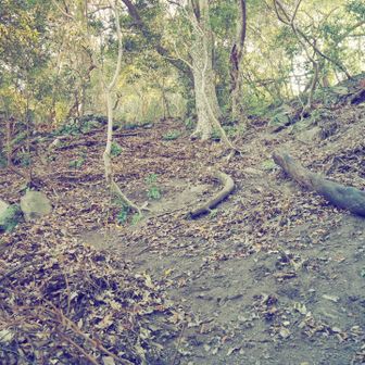写真では分かりづらいですが、砂地と落ち葉でホントに滑る💦
ちょっと危なっかしい下山道です💦