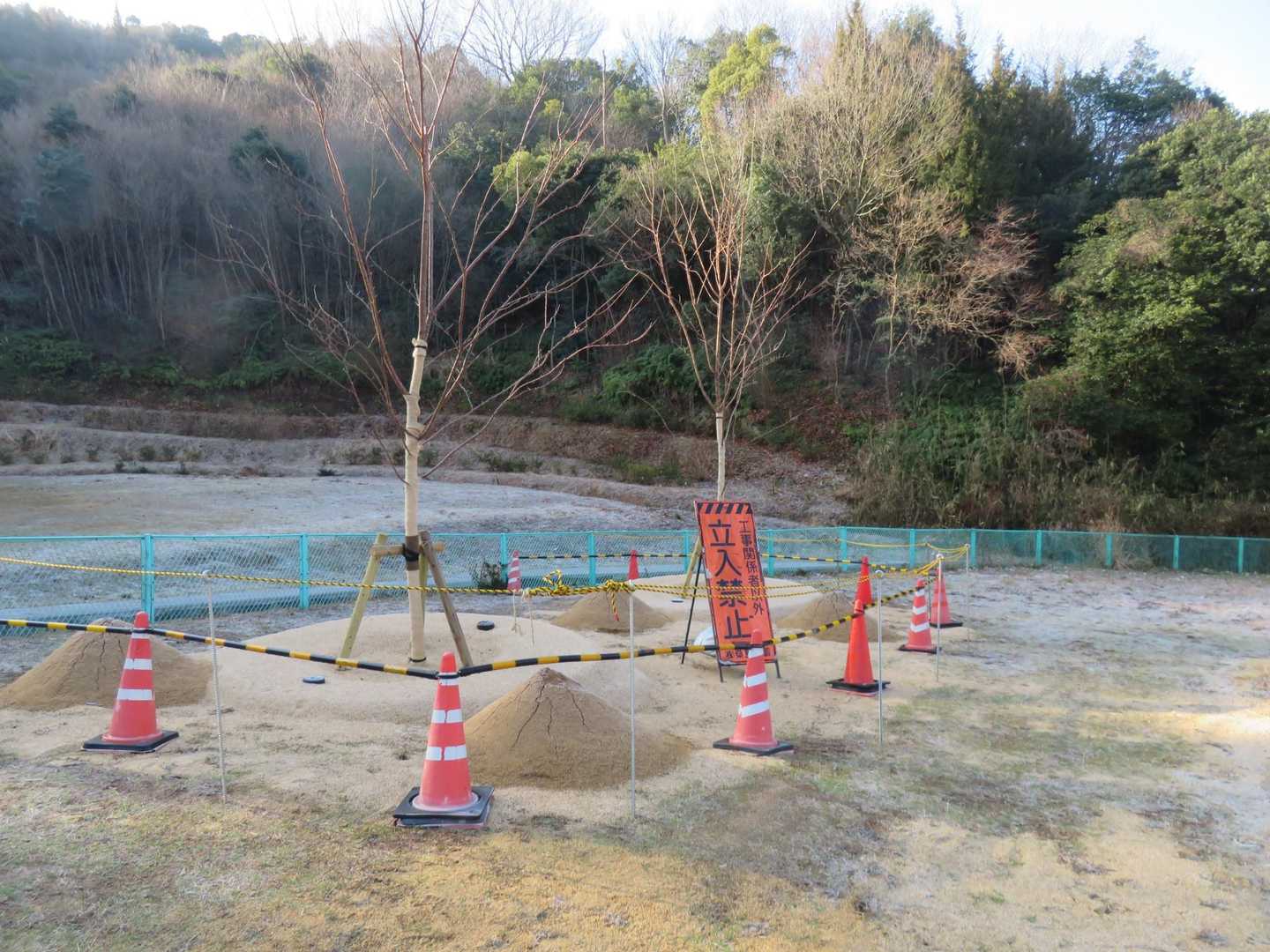 代わりに植樹😵