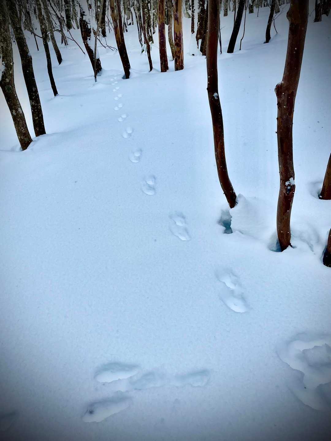 🐇と狸？？？