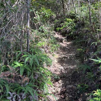 岩崎山までの登り💦