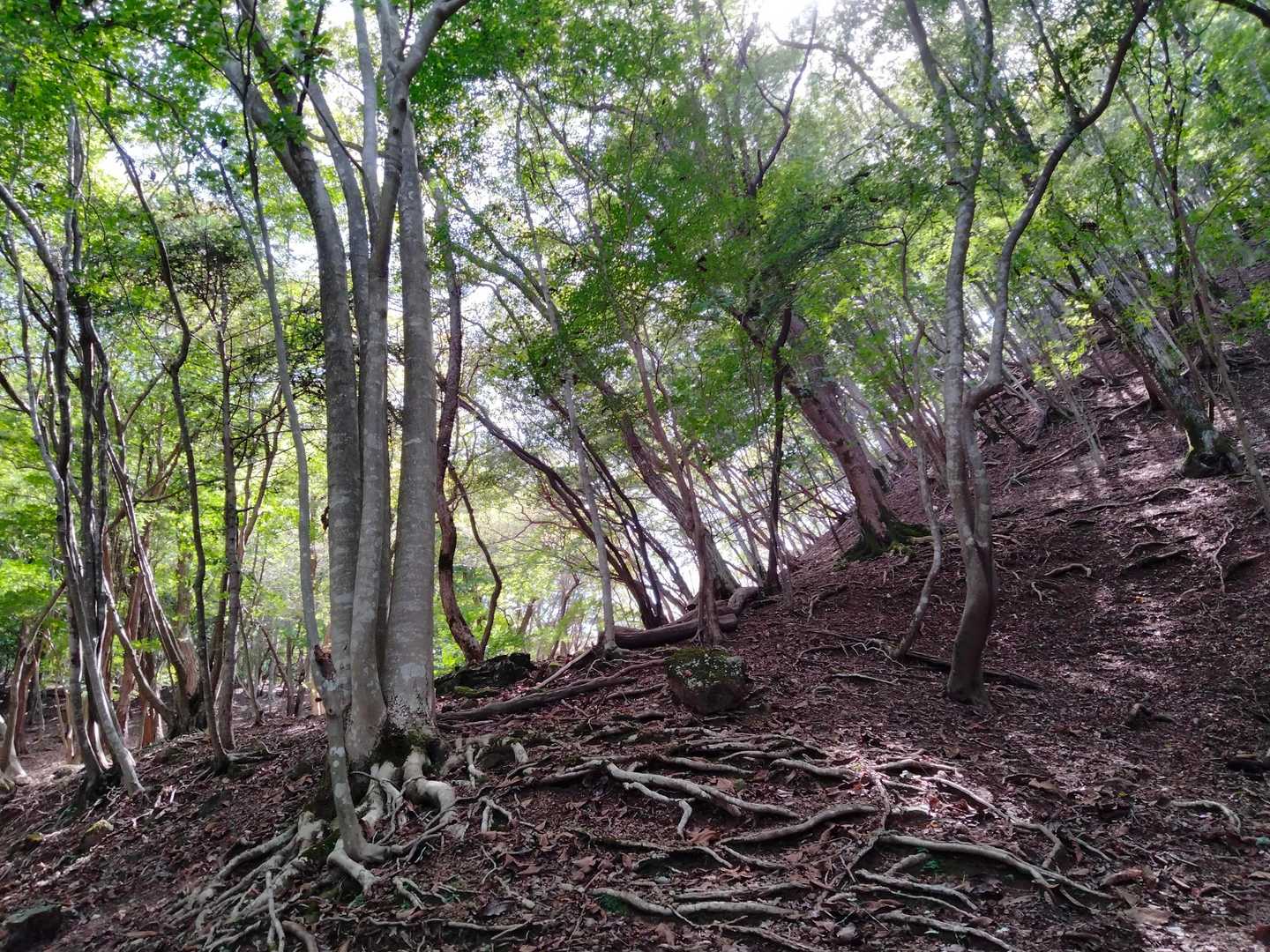 舩谷山-深山 往復コースの写真