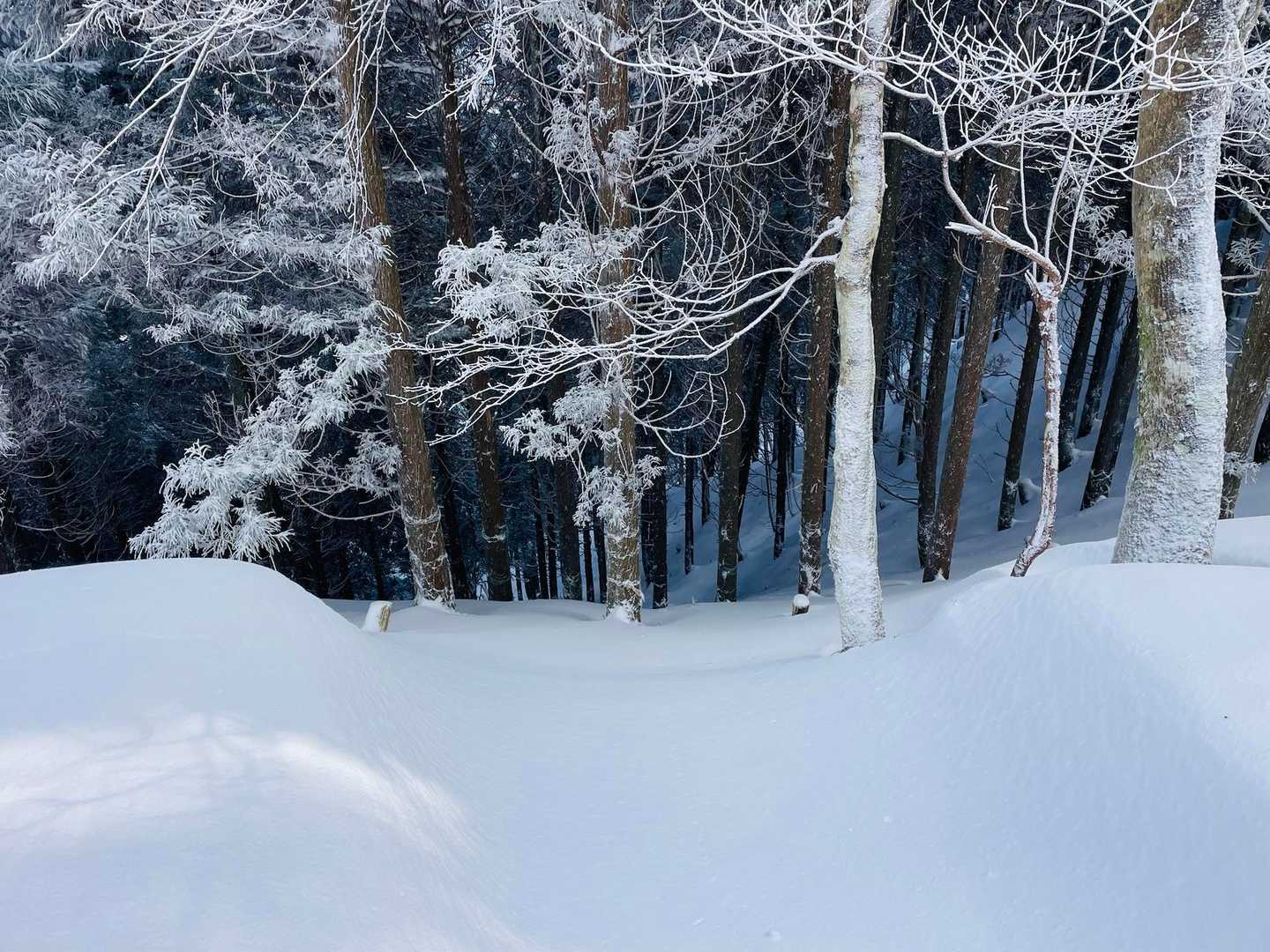 深緑の渓谷を抜ける京都府最高峰の皆子山への写真