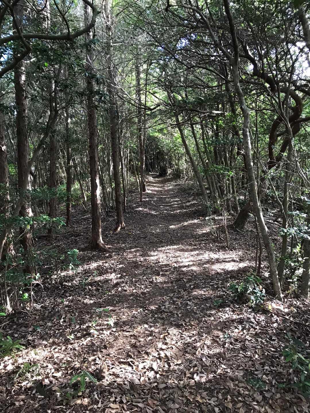 牛乗山 往復コースの写真