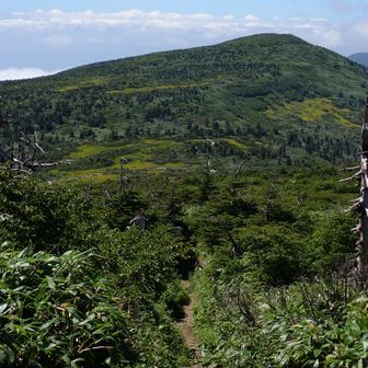 屏風岳からの下りで見る芝草平と杉ヶ峰。
杉ヶ峰の右下にもキンコウカが広く咲いているんだね