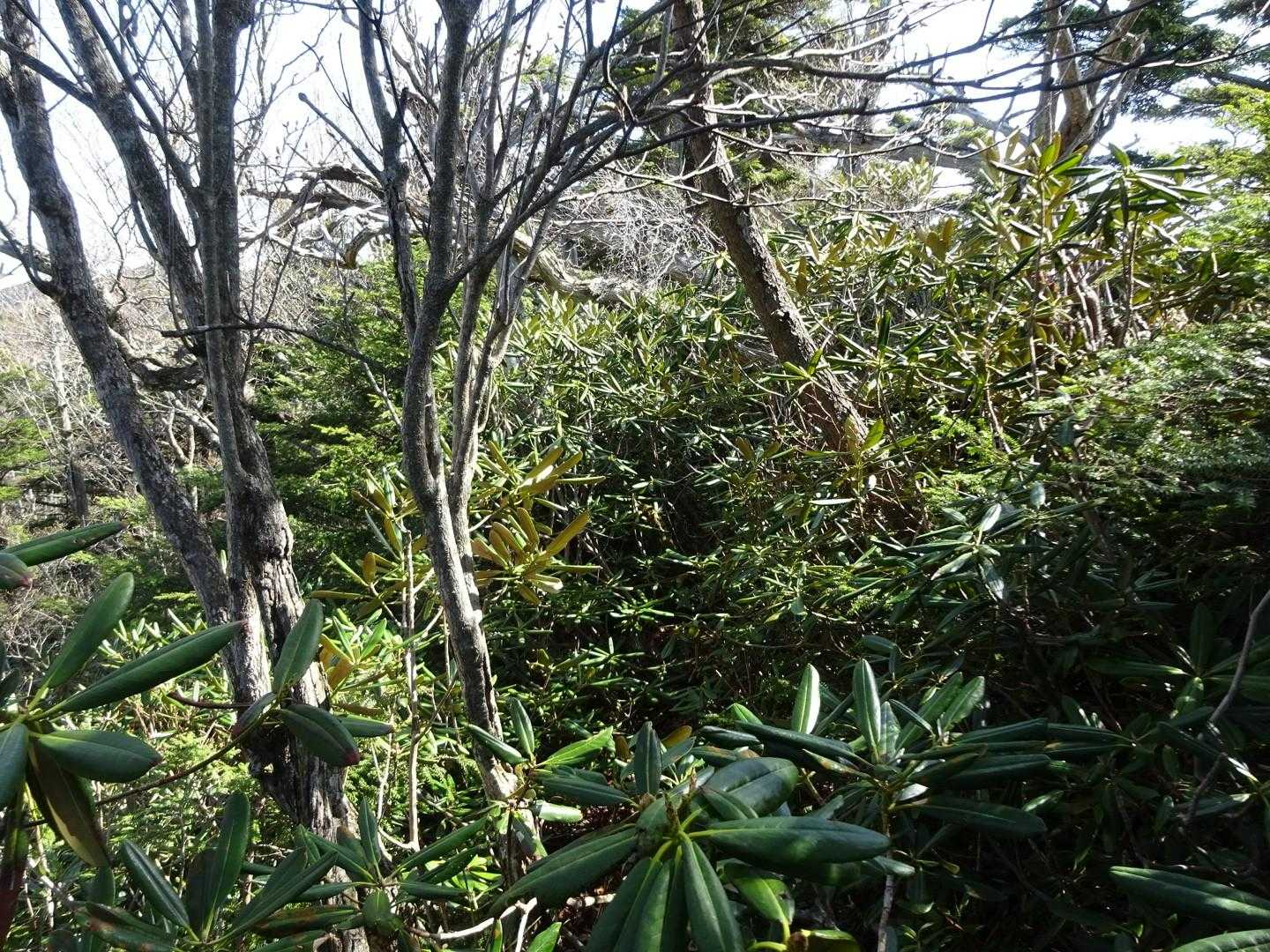 さぁ行きますよ。藪漕ぎ？