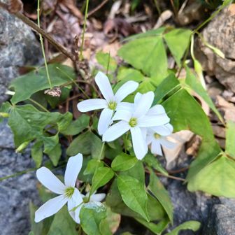 今日見た、お花はこれだけ
