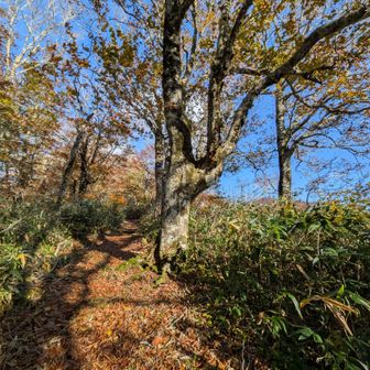 広い鮮明な登山道を登ります😊