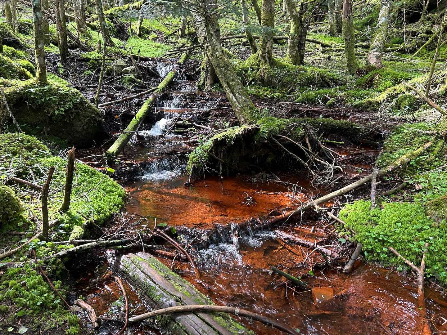 下山は北沢経由。
鉱泉というだけあって、沢が赤くなっている。