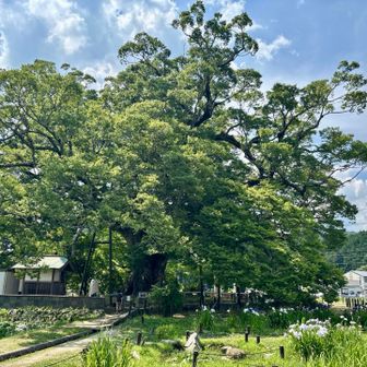さあ、大けやきの近くにいきます🌳