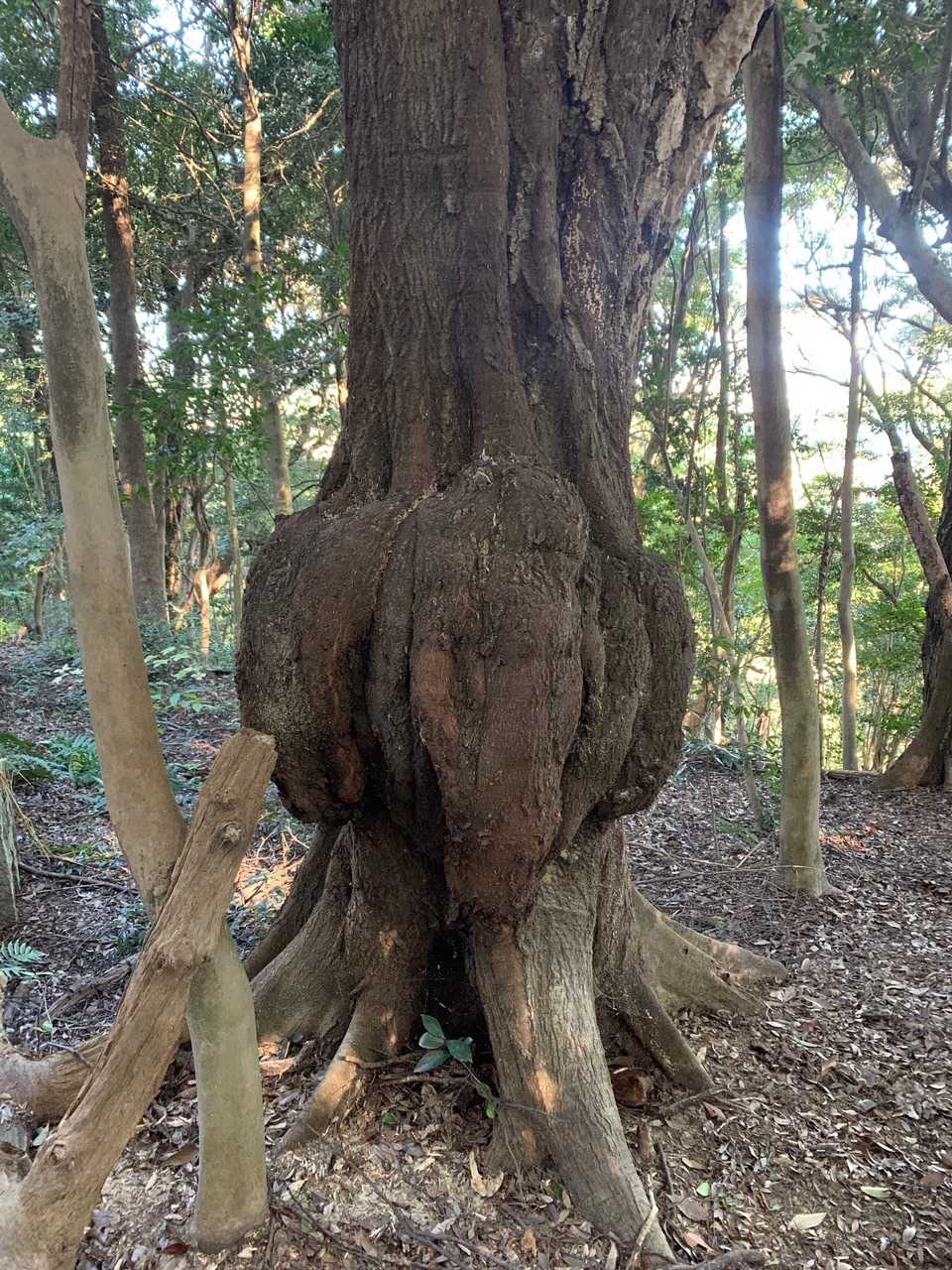 奥の院のすぐ裏には豊満な木が突っ立ってます😀
ヨシっ❗️
これでピークひとつゲットだぜ👍