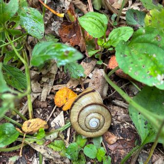 マイマイ🐌