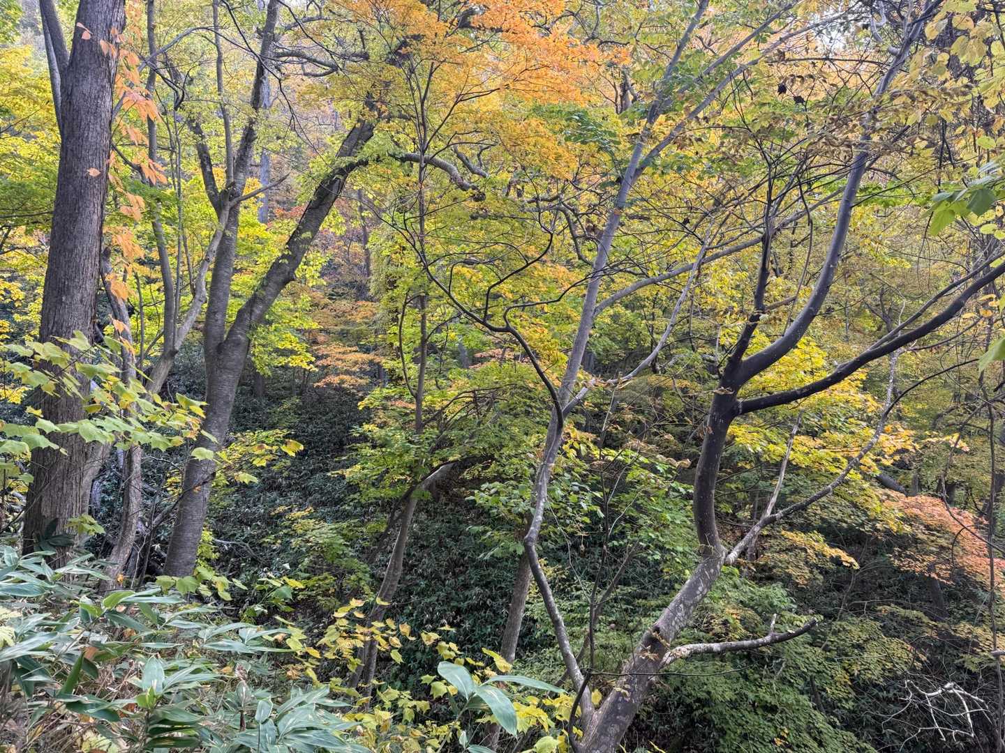 慈啓会病院前コース | 札幌市民の憩いの山で、静かな森を楽しむの写真