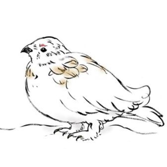 はっせー