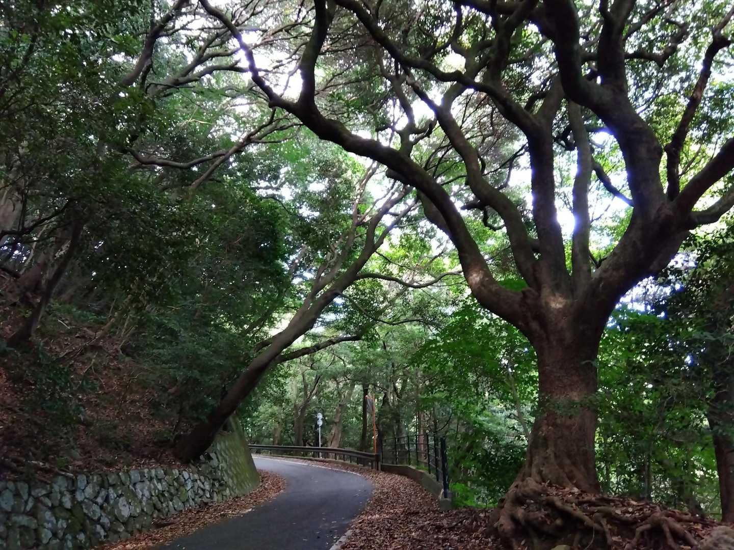 日影ばかりで涼しいです☺️
