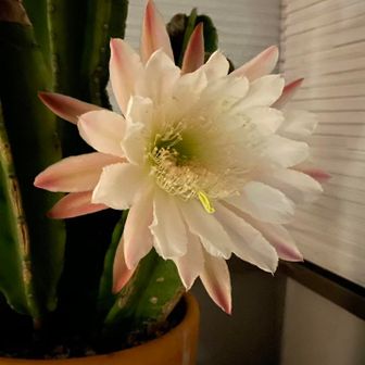 カクタスヒーロ