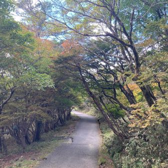 山頂に向かう道
足に地味にキツイ（ ｉ _ ｉ ）