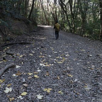 タカノツメの落ち葉の道を帰ります