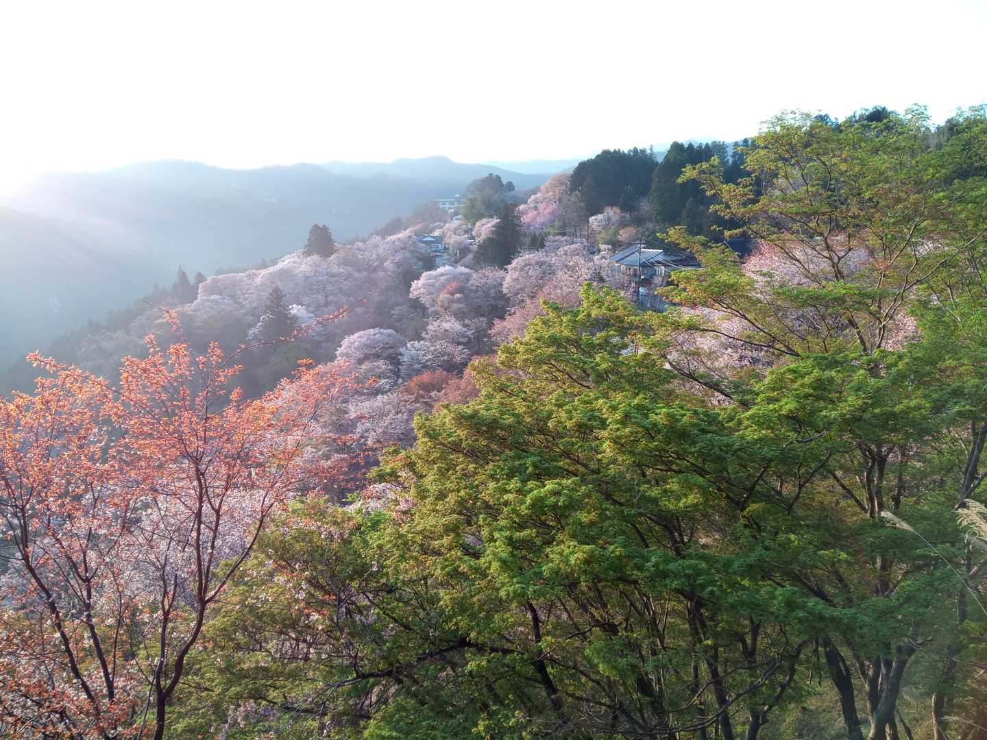 金峯山寺-韋駄天山-吉水神社 往復コースの写真