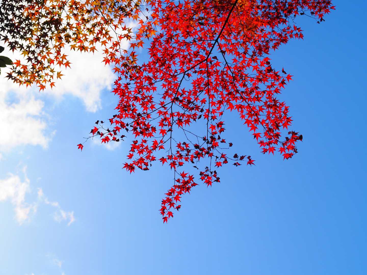 もうしぶんのない天気☀🍁