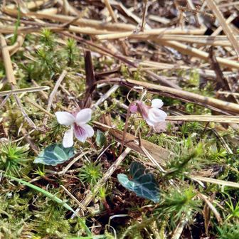 フモトスミレ✨