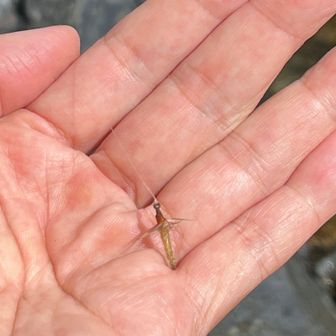 自作毛鉤
これも45年ほど前に作ったもの。前の晩に針のカエシを削って取りました。