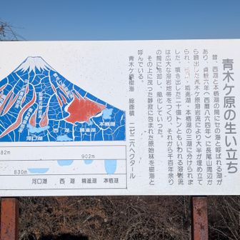 樹海の生い立ち