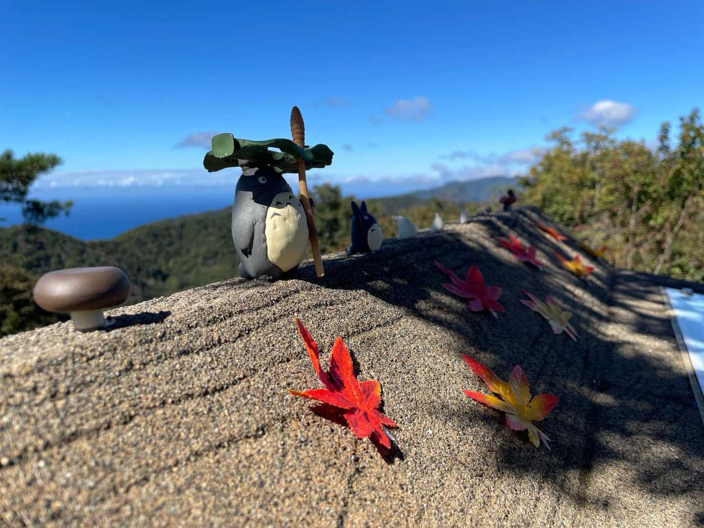 わぁー、トトロや
おまけに紅葉🍁まで
（なんでトトロかは分かりません😅）