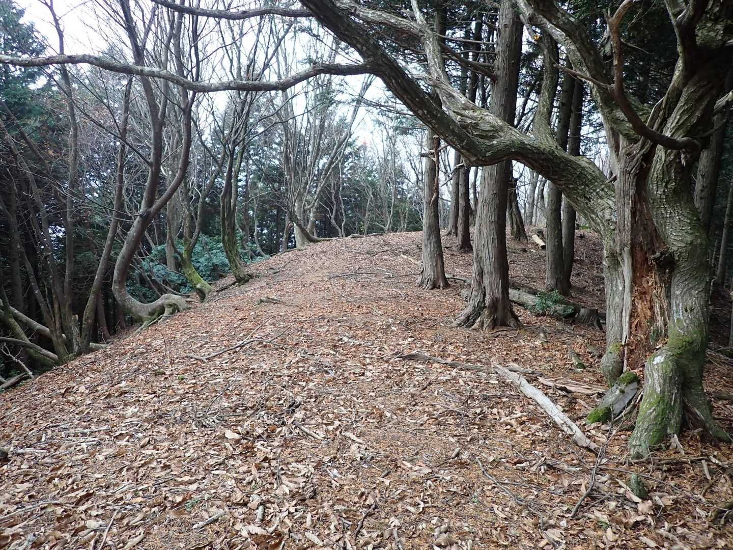 ここからは気持ちの良い尾根の道