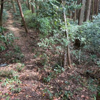 「」尾根を通るコースと言うらしいです