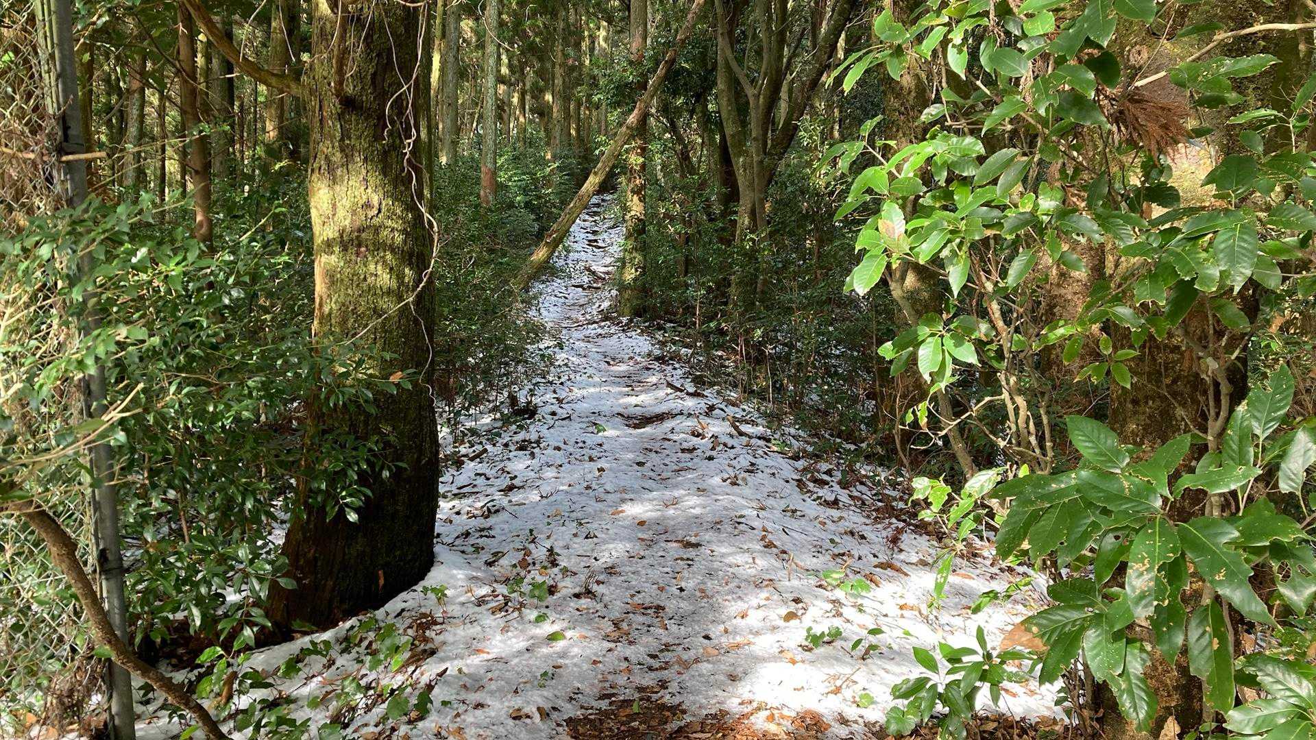 いきなり雪☃️だ〜😆ヤッホーぃ♫🤣