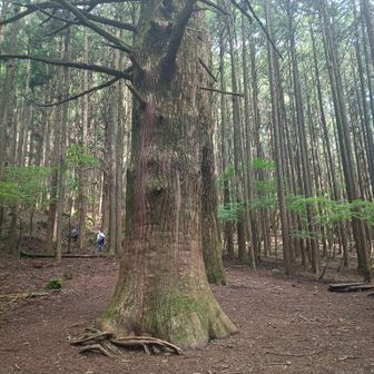 大杉　樹齢は400〜500年だそう