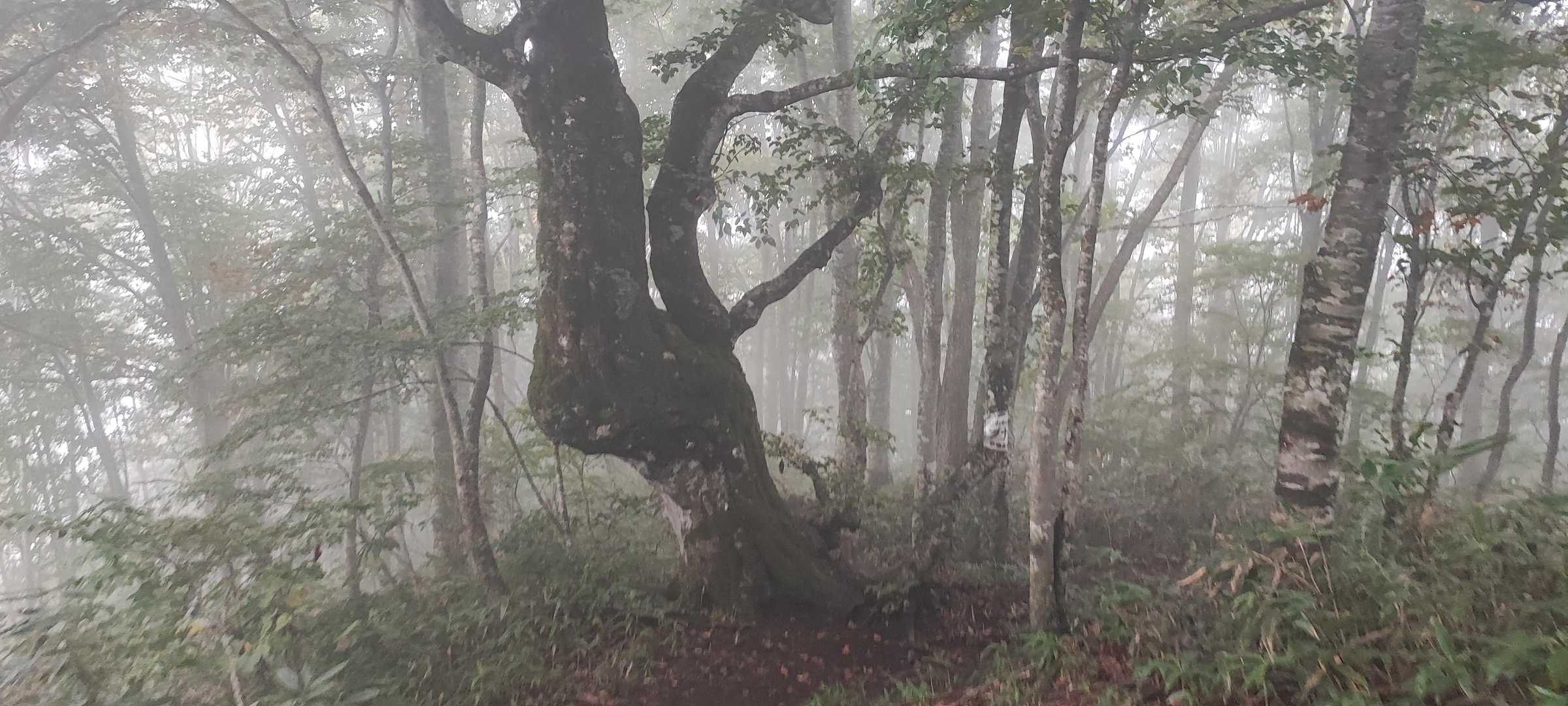 ブナ仙人