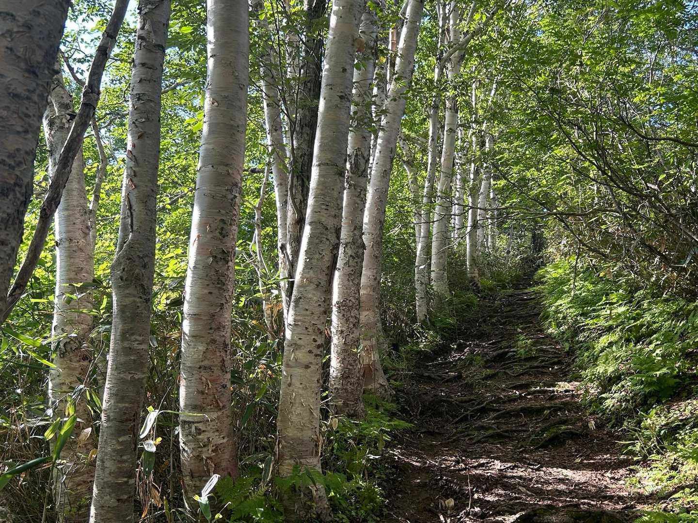 ニセイカウシュッペ山往復 | 切り立つ絶壁「大槍」を眺めながら細長い尾根を辿るの写真