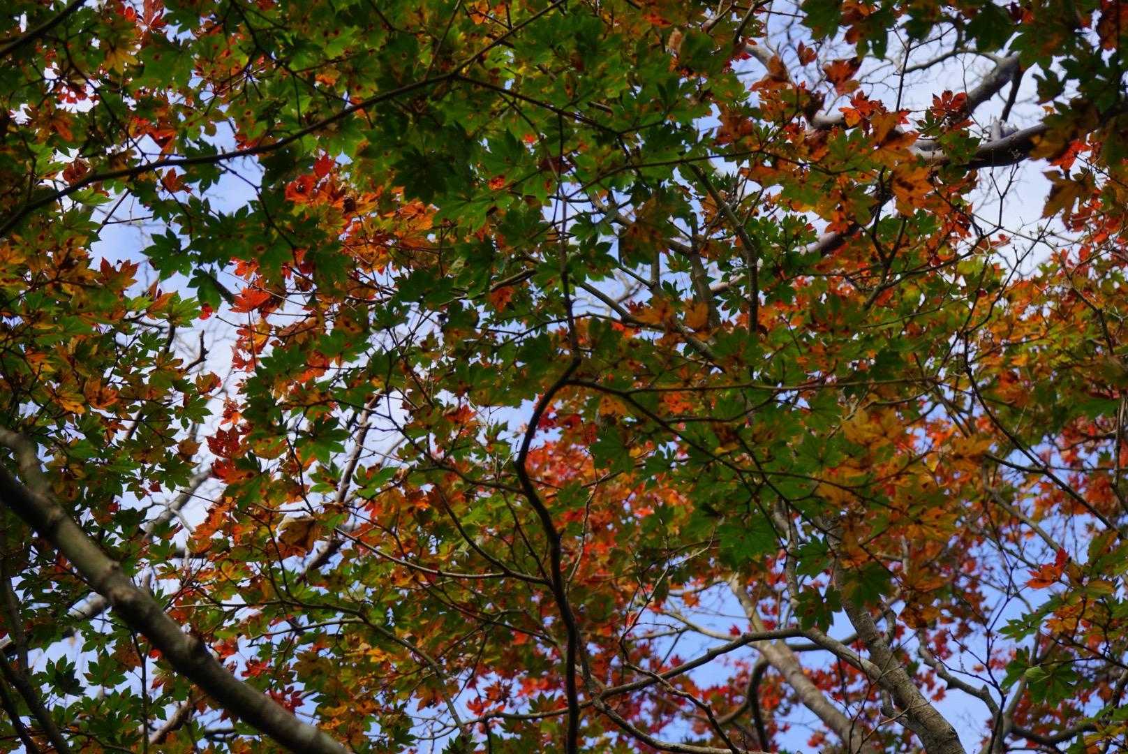 紅葉🍁